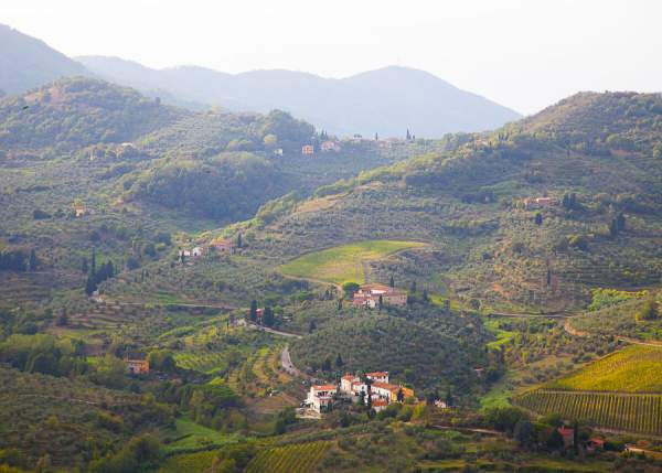 Carmignano vinery view