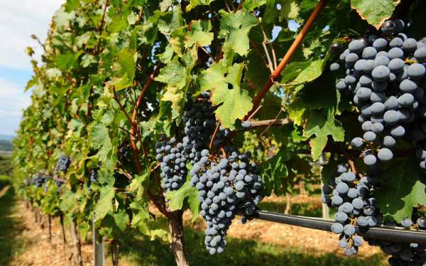 Sangiovese vineyard in Tuscany