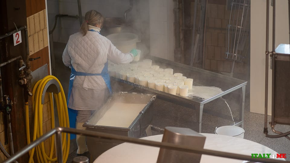 Parmesan production adding rennet