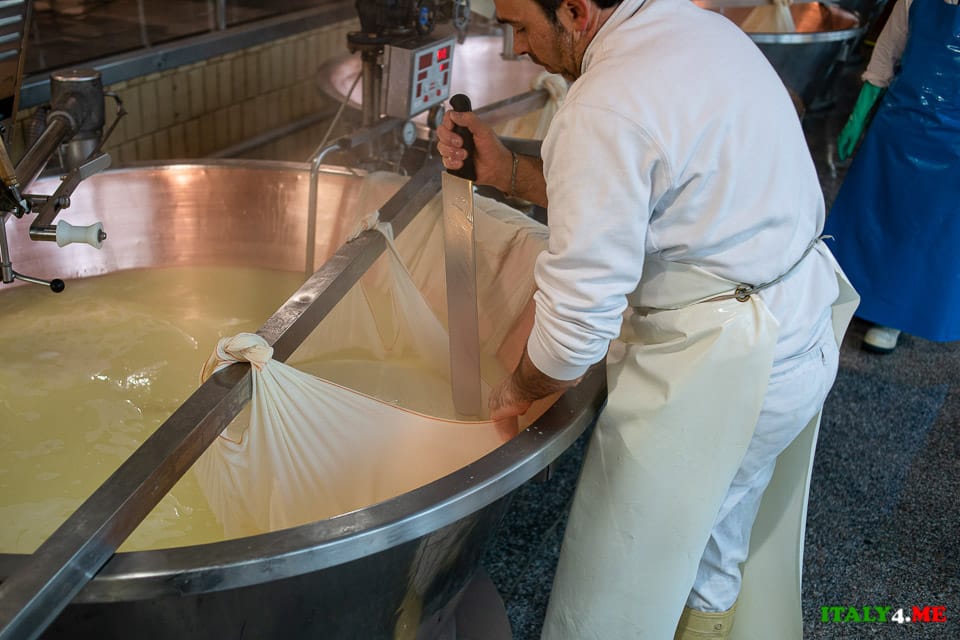 Dividing the curd mass into 2 parts production of Parmigiano Reggiano