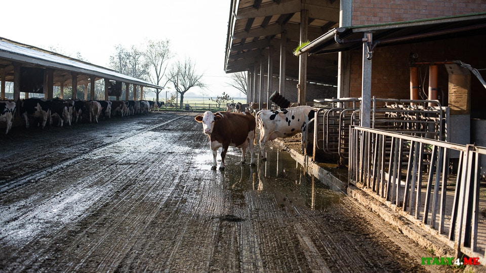 Herd of cows at Parmesan production in Italy