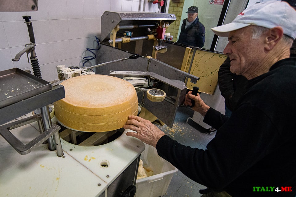 Slicing a head of Parmesan into rings